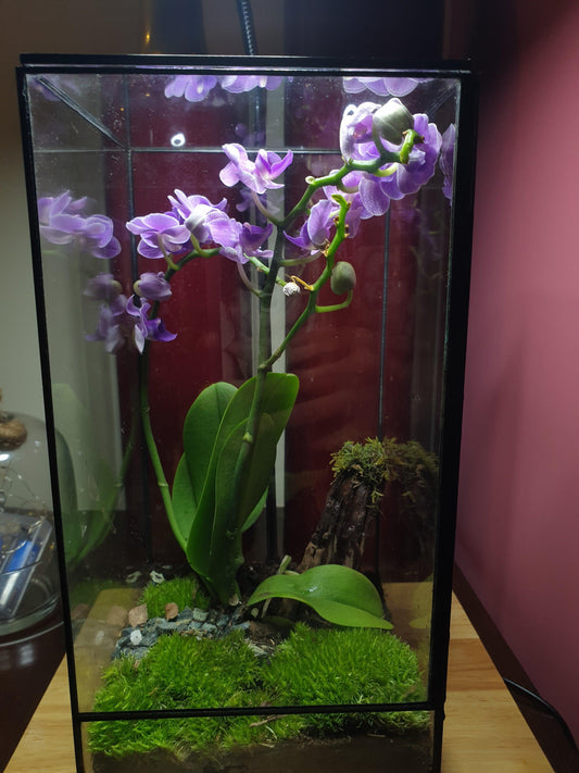 Orquidea Terrarium - MinimalMoss