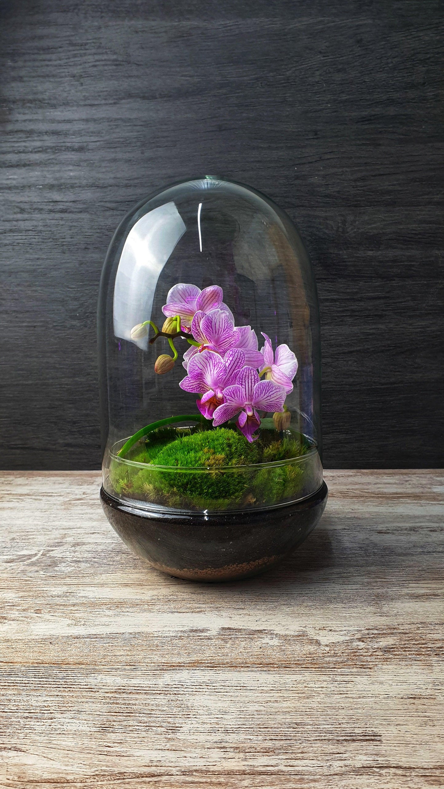 Dome Orchid - MinimalMoss