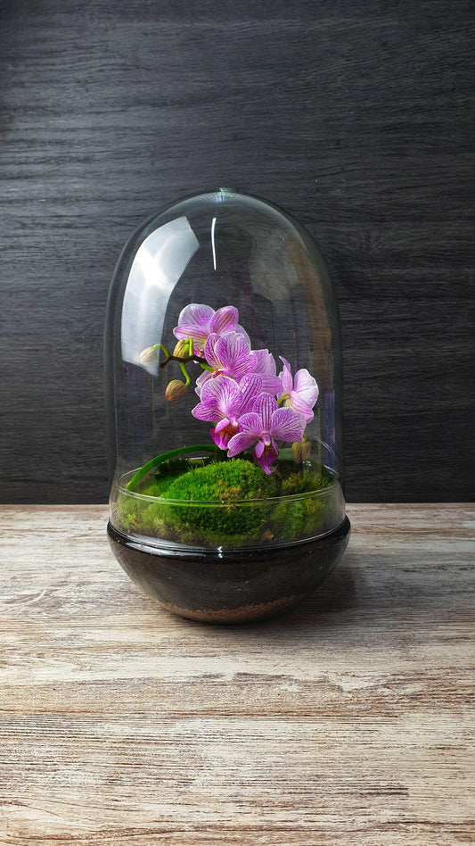 Dome Orchid - MinimalMoss
