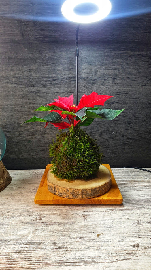 Poinsettia mini Kokedama
