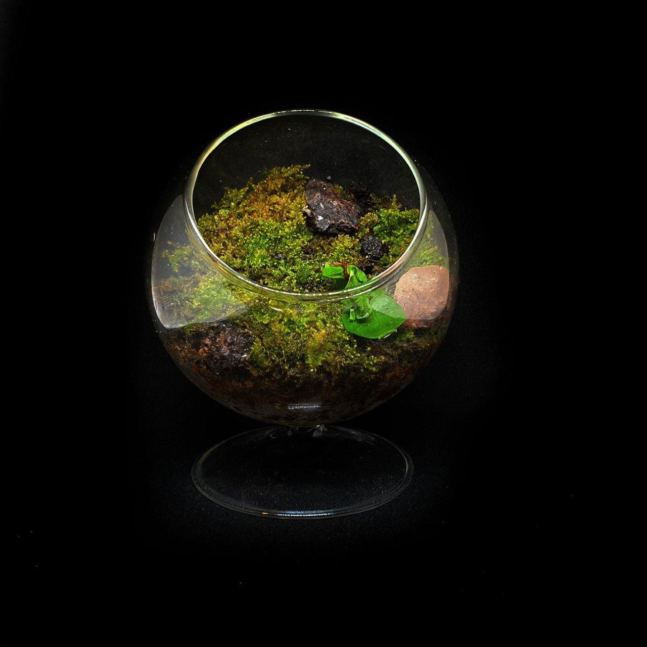 Terrarios artesanales en Barcelona