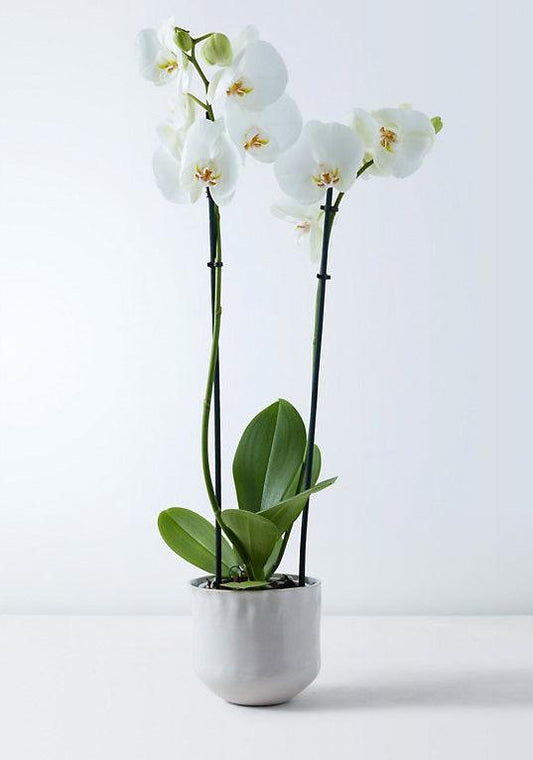 Orquídea Phalaenopsis Grande Blanca - MinimalMoss