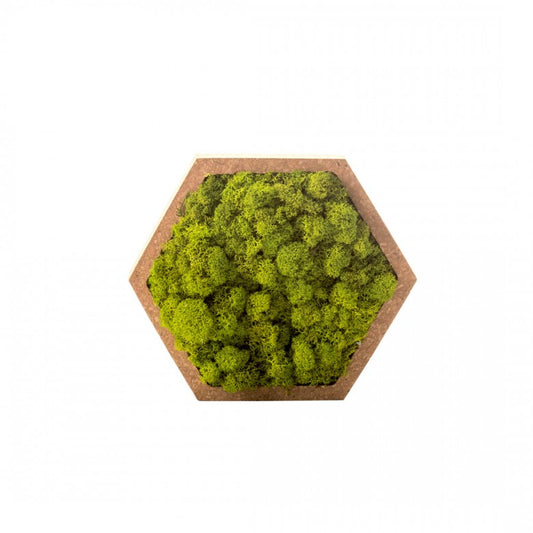 Nature Hexagon