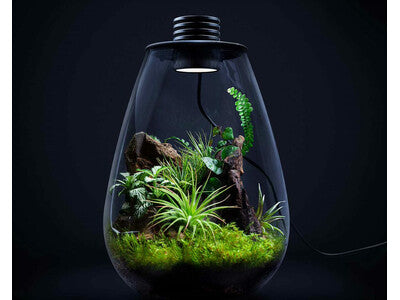 Biosphere LED  Terrarium