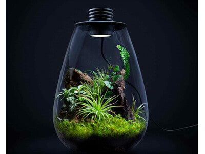 Biosphere LED Terrarium