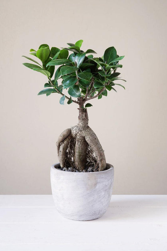 Ficus Ginseng - MinimalMoss