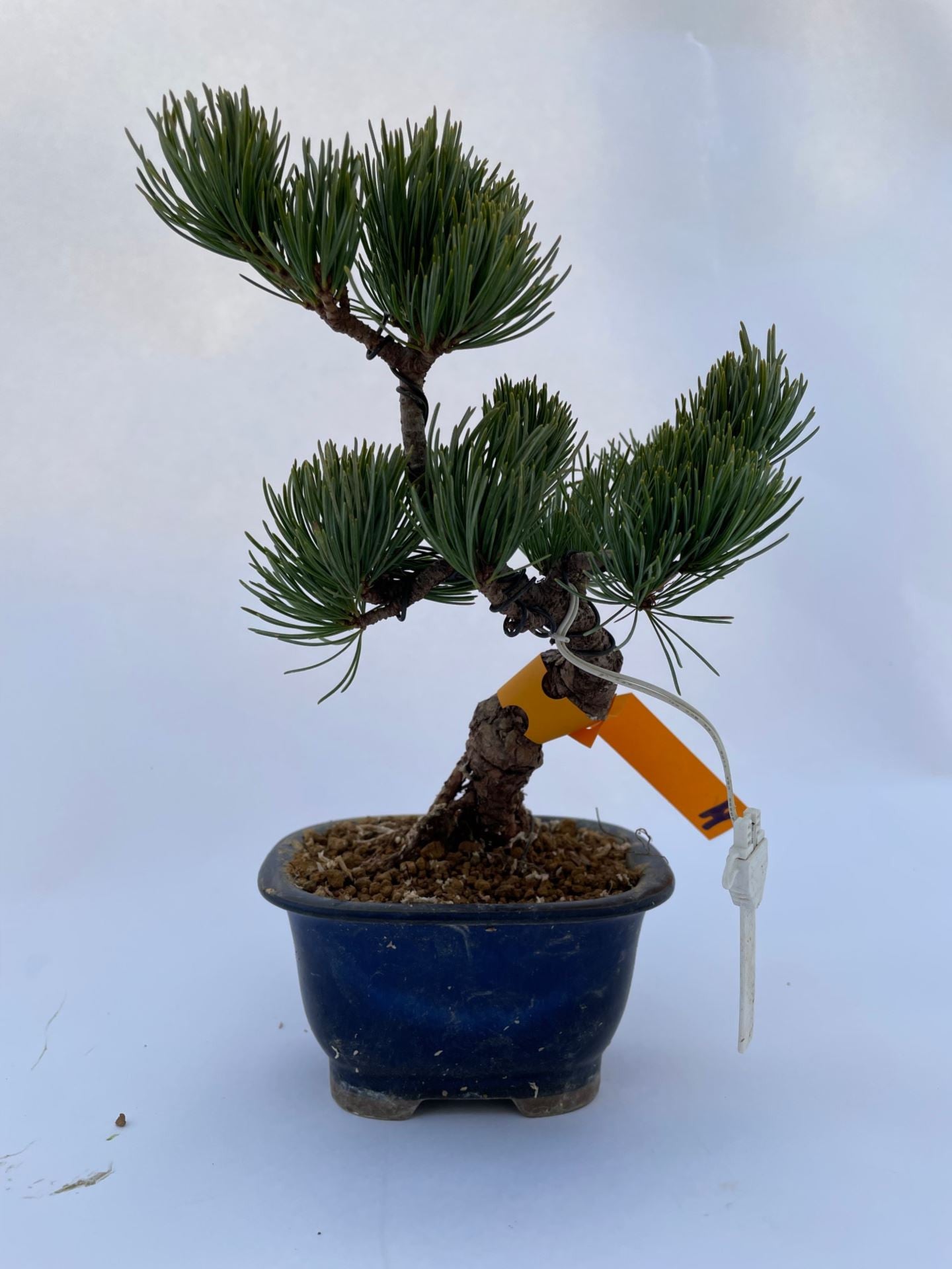 Bonsai Pino Blanco - Bonsai dwergvorm loof Pinus Parviflora
